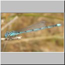 Cercion lindenii - Pokal-Azurjungfer m04.jpg